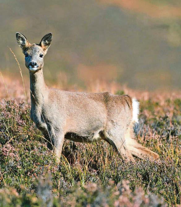 Dangers of roe deer on local roads highlighted