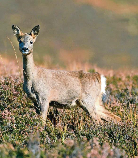 Dangers of roe deer on local roads highlighted
