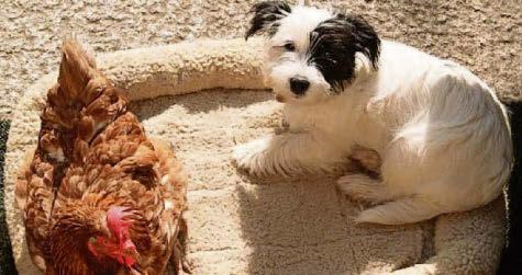 One week left to help save retired hens from death