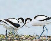 AVOCET RESET