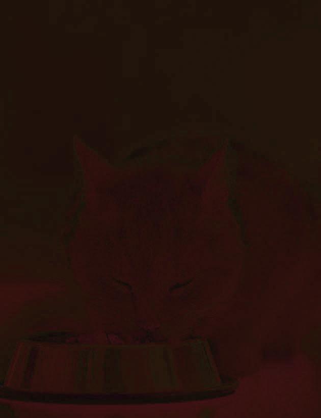 Cat's thyroid is overactive