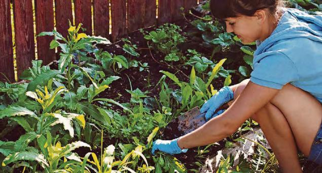 Flag day for eco-friendly school stars