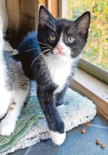 A much-needed trim for Thomas - but now he needs his forever home