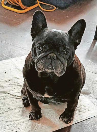 Found in a shed – can you offer a home for Hiccup?