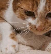 Could you foster Phoebe, or provide her forever home?