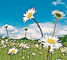 Say 'no' to a garden mow