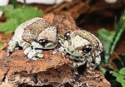 Milk froglets at Amazonia