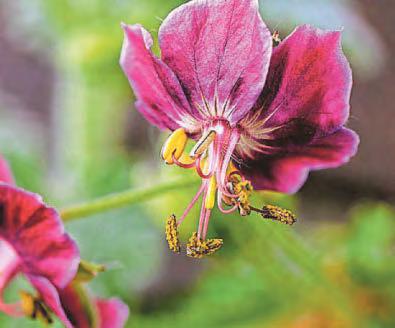 GERANIUM MANIA
