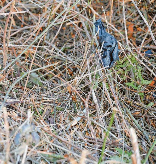 Dog waste bags hang off bushes 'like decorations'