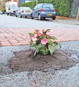 Pothole flower makes point on state of roads