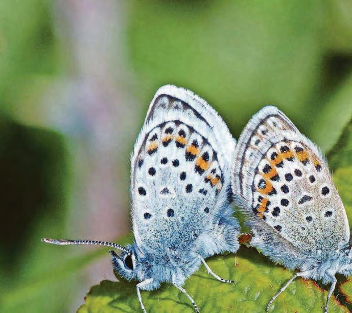 Find space for butterflies and dandelions this year
