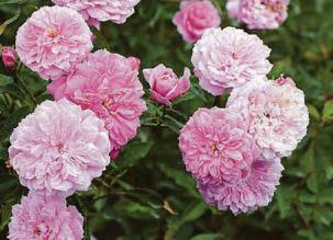 Give your space a ROSY GLOW