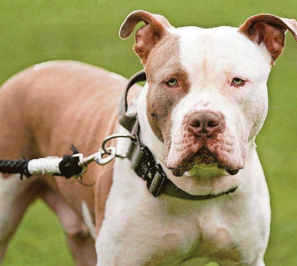 Abandoned XL bullies pose 'real risk' to officers