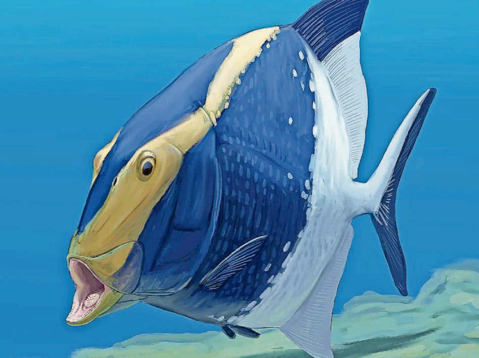 Prehistoric fish fossil finding gives world something to chew on
