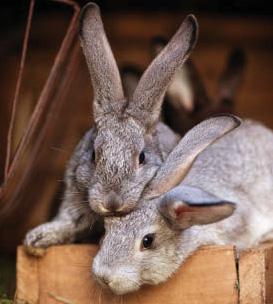Fears over wild rabbit virus risk