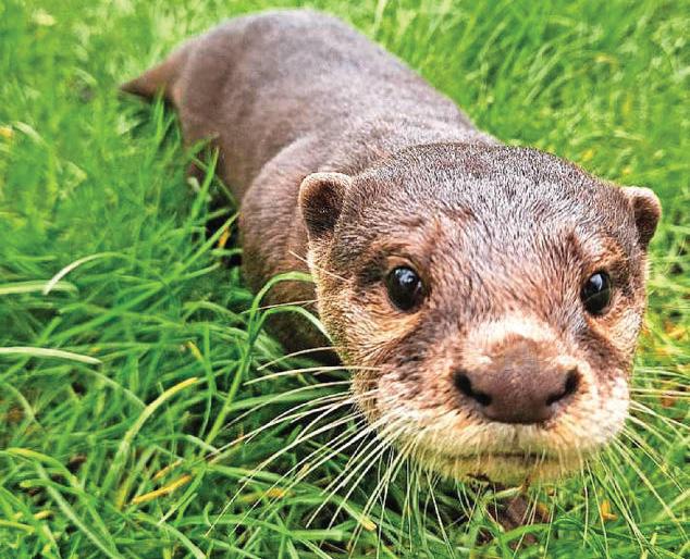 Mischievous otters are settling in to life at Ark