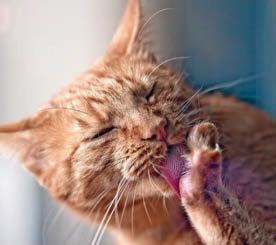 My cat might have hay fever
