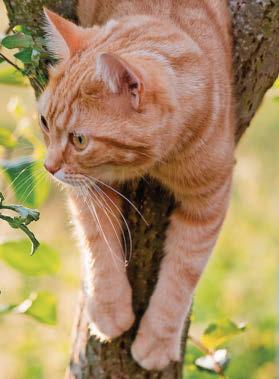 Stuck over tree climbs
