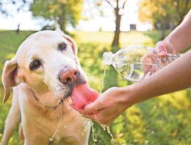 Beware heat stroke danger of a hot dog