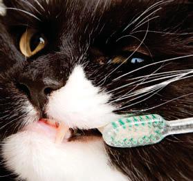 Brush up on cat dental hygiene