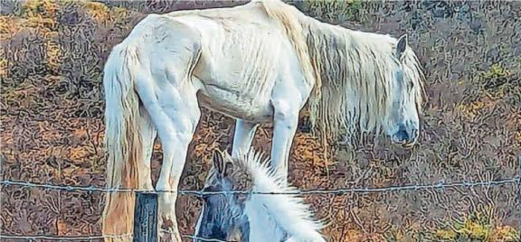 Search for owner of emaciated horses