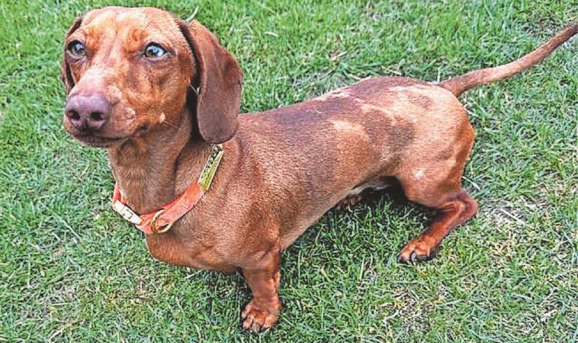 Search for missing dachshund
