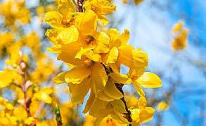 Join the shrub club for spring