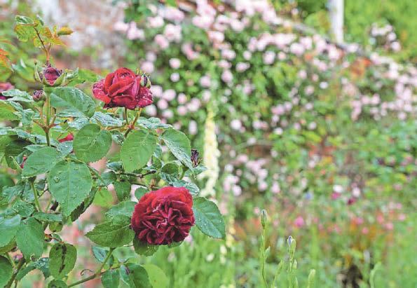 Roses bloom 'weeks early' due to effects of climate change
