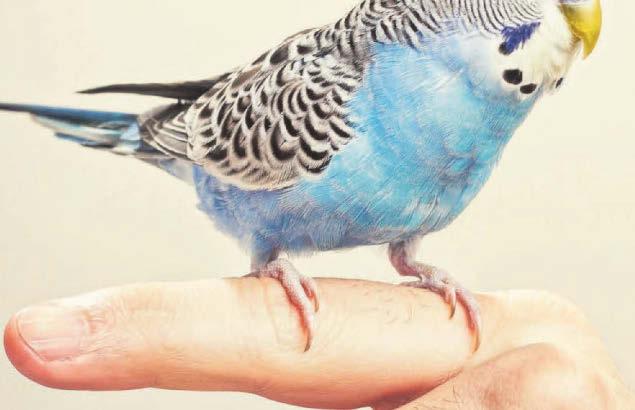 Keep an eye on budgies