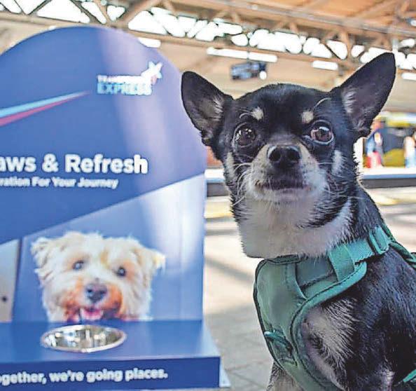 Travel set to be more pawsitive