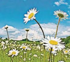 Say 'no' to a garden mow
