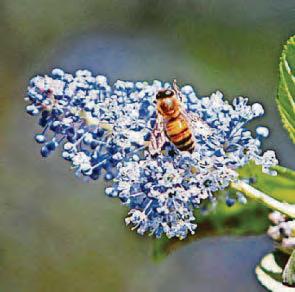 CALIFORNIA SCHEMING...