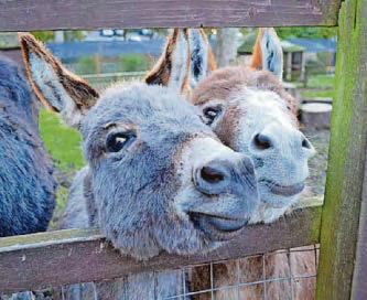 Give your garden a boost with 'zoo poo'