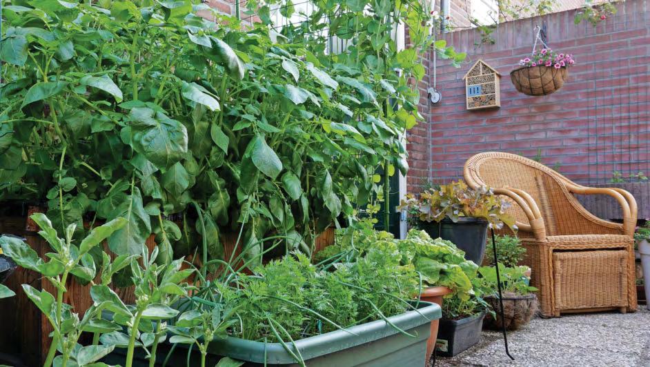 PAT'S THE WAY TO GROW YOUR OWN