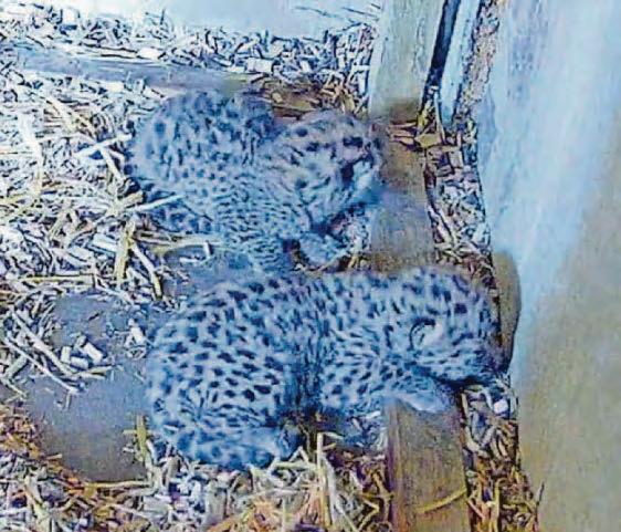 Joy as rare Amur Leopard cubs born at wildlife park