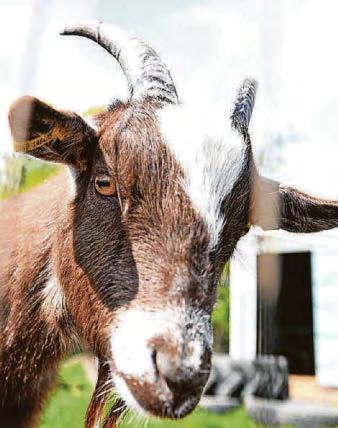 Therapy and petting farm brings community together