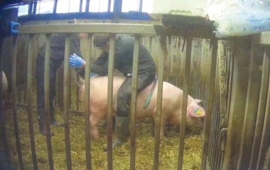 Meat producer launches review after pig abuse claims at farm