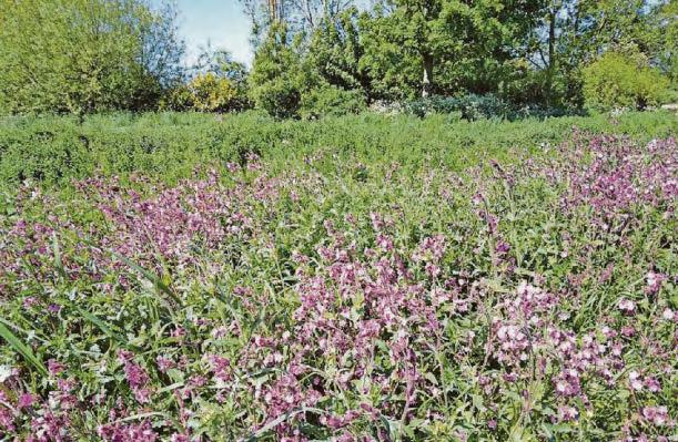 Free wildlife walk event for families