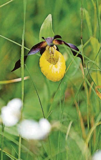 Rare flower found in wild for first time in nearly 100 years