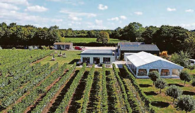 Free open day at Yorkshire vineyard less than 90 minutes away from Hull