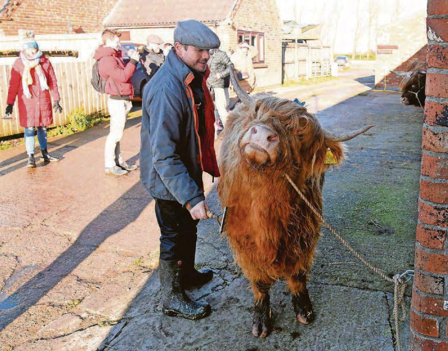 Cow-cuddling venture named best Experience of the Year