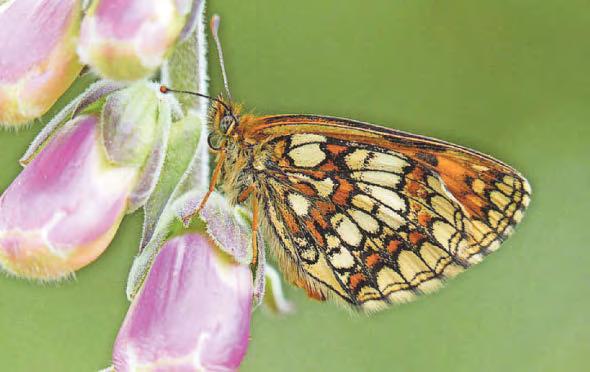 Resurgence of rare butterfly that was close to extinction
