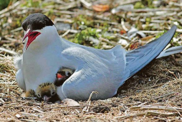 Arctic tern numbers down nearly a third at key site