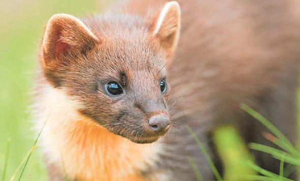 Reintroduced pine martens produce young on Dartmoor