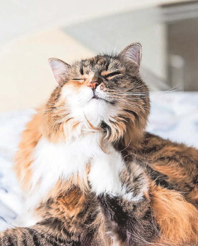 Flea fight