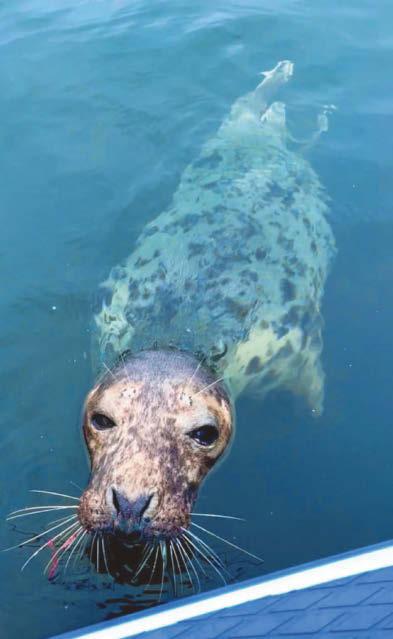 A seal of approval!