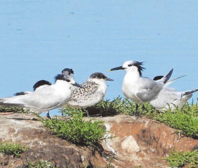 Nature reserve sees increase in sandwich tern fledglings