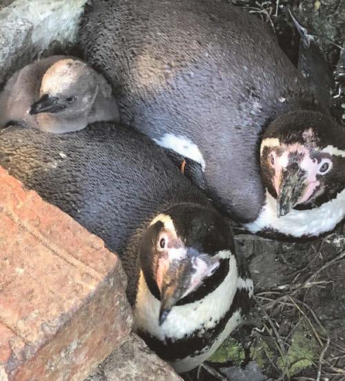 Delight as new penguin chick arrives at zoo