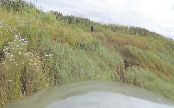 Humber Rescue reunites owner with missing dog