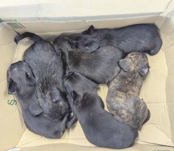 Six puppies dumped in bin bag find new homes